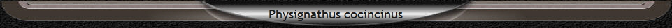 Physignathus cocincinus