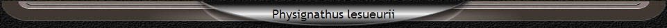 Physignathus lesueurii